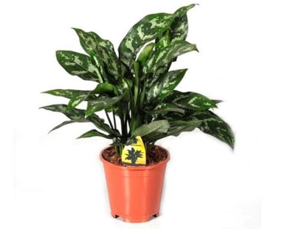 Aglaonema Maria