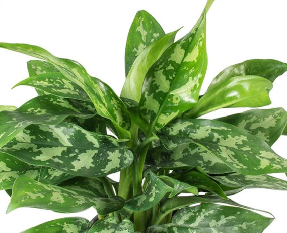 Aglaonema Maria - Image 2