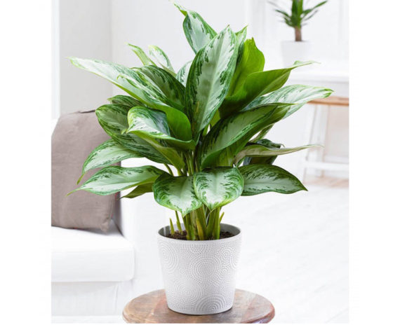 Aglaonema – Pattaya Beauty - Image 2