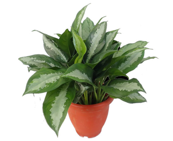 Aglaonema – Pattaya Beauty