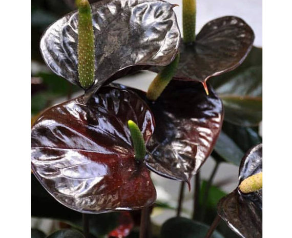 Anthurium Chocolate - Image 2