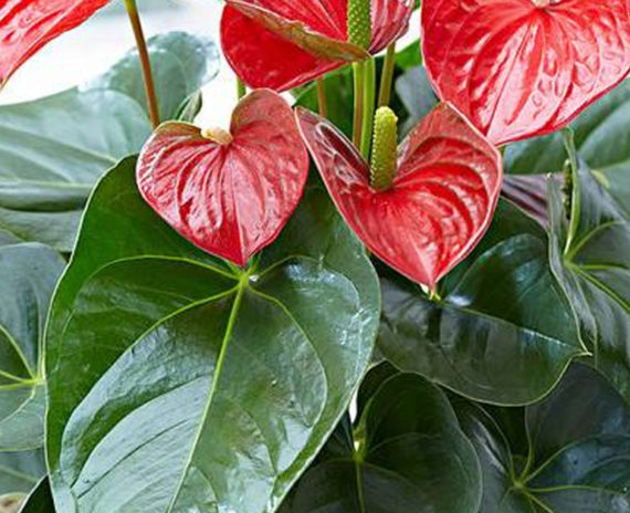 Anthurium Mini Cute - Image 2