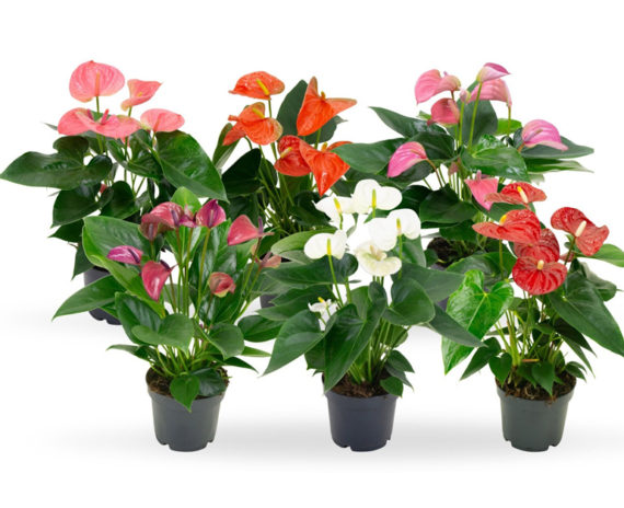 Anthurium Mini Cute