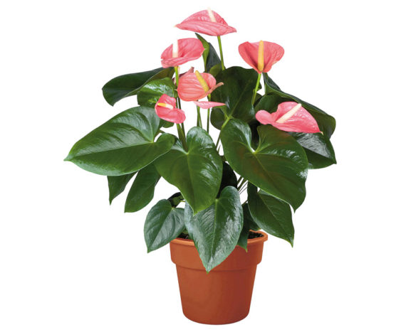 Anthurium Pink