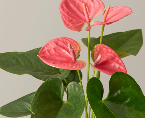 Anthurium Pink - Image 2