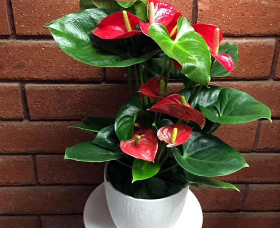 Anthurium Red - Image 2