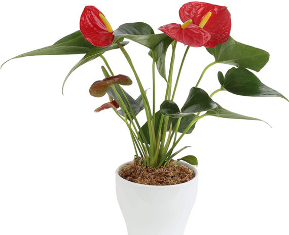 Anthurium Red