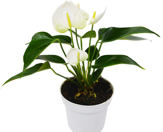 Anthurium White