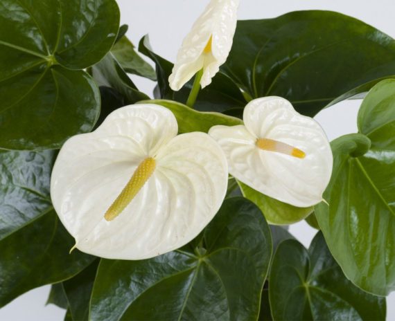 Anthurium White - Image 2