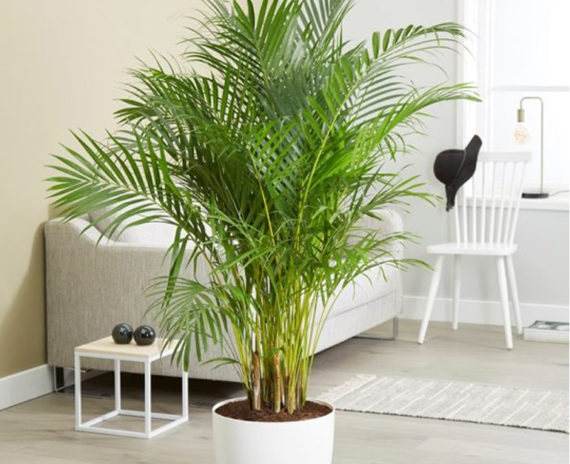 Areca Palm - Image 3