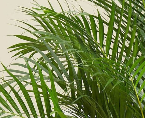 Areca Palm - Image 2