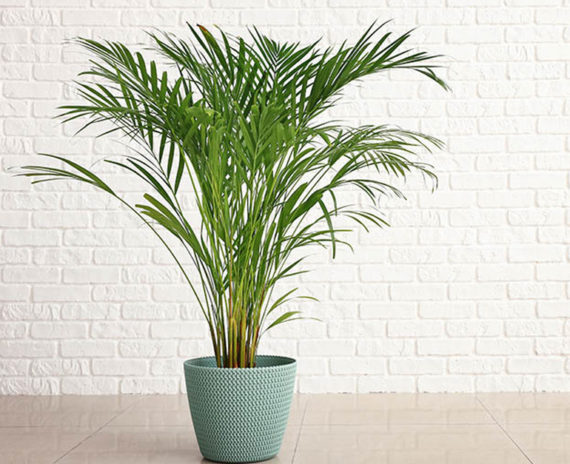 Areca Palm