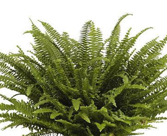 Boston Fern - Image 2