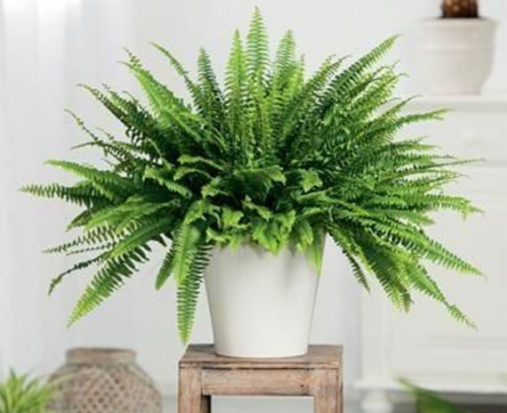 Boston Fern