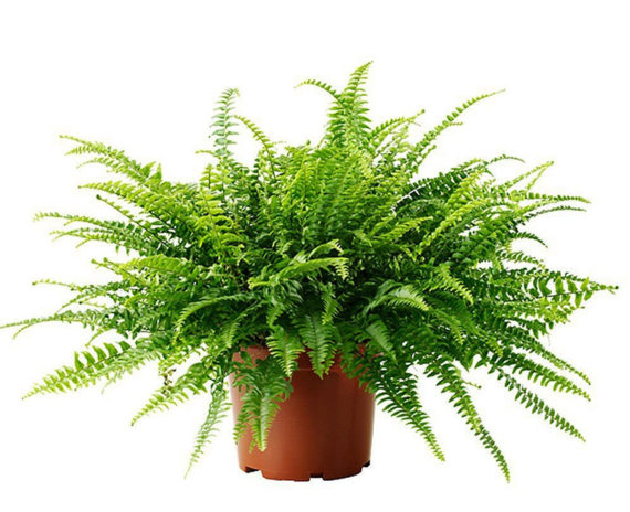 Boston Fern - Image 3