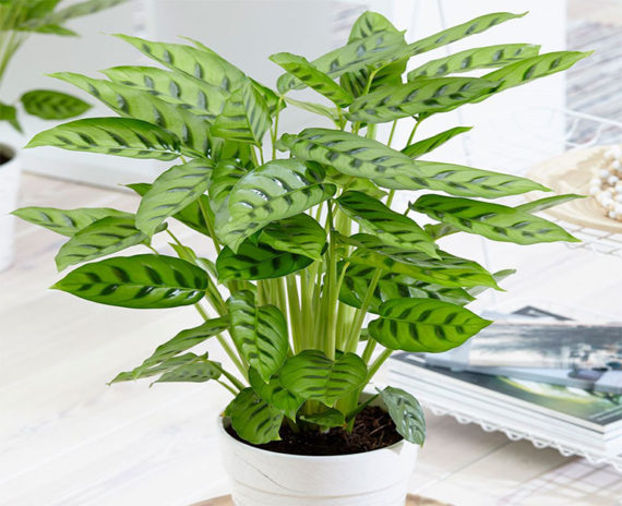 Calathea Leopardina