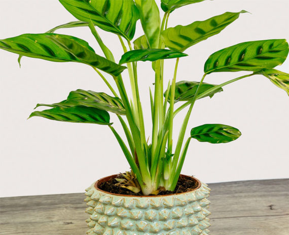 Calathea Leopardina - Image 2