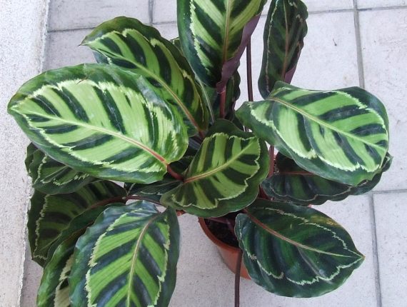 Calathea Rosapicta 30cm - Image 2