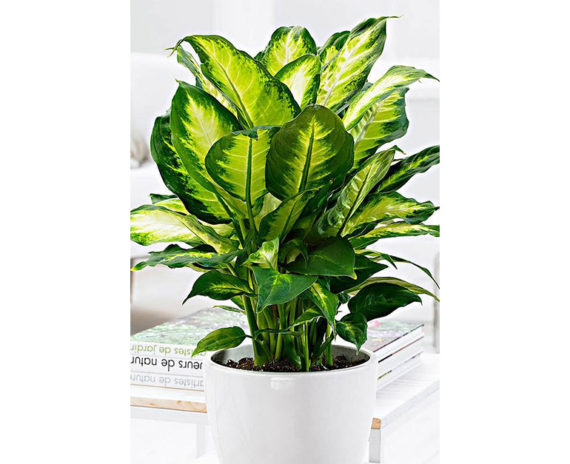 Dieffenbachia Camilla