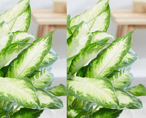 Dieffenbachia Camilla - Image 2