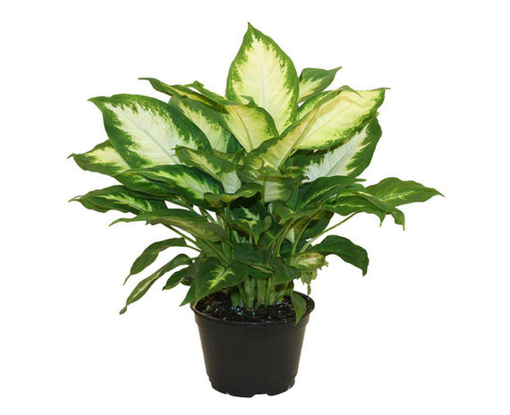 Dieffenbachia Camilla - Image 3