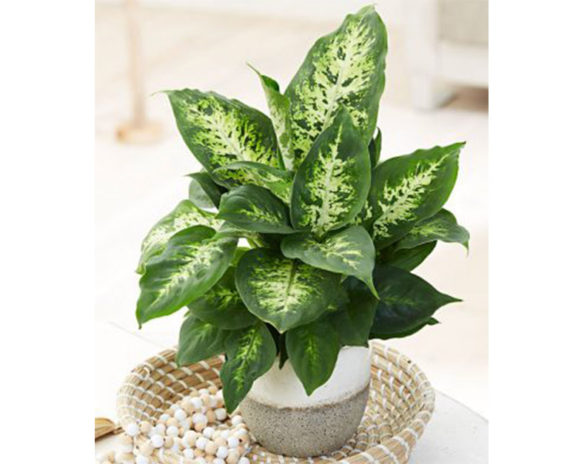 Dieffenbachia Compacta