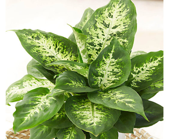 Dieffenbachia Compacta - Image 2