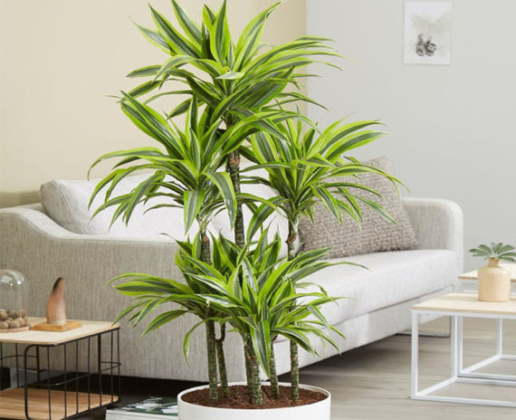 Dracaena Lemon Lime