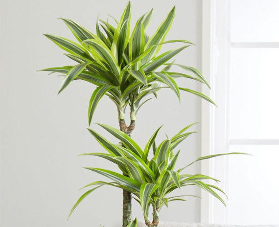 Dracaena Lemon Lime - Image 2