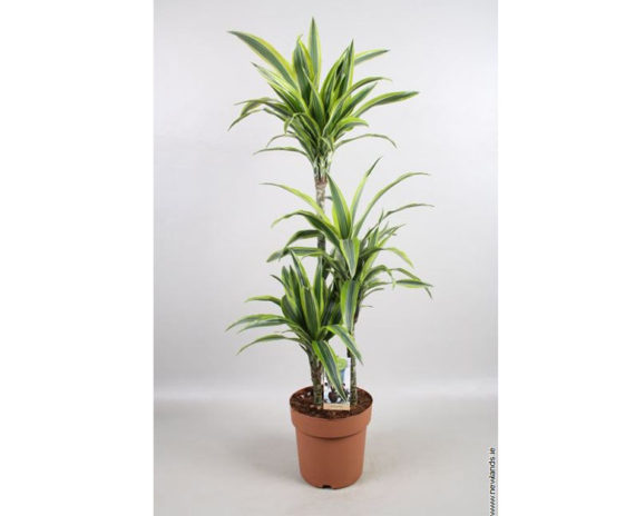 Dracaena Lemon Lime - Image 3