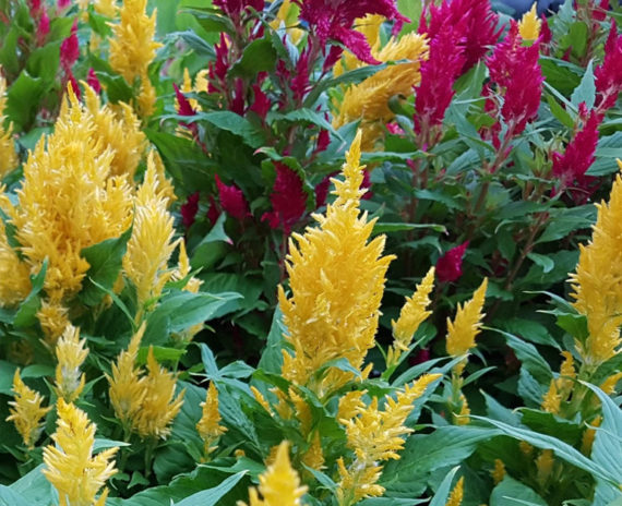 Celosia - Image 2