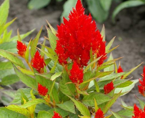 Celosia