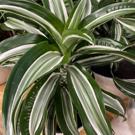 Dracaena Warneckii - Image 2