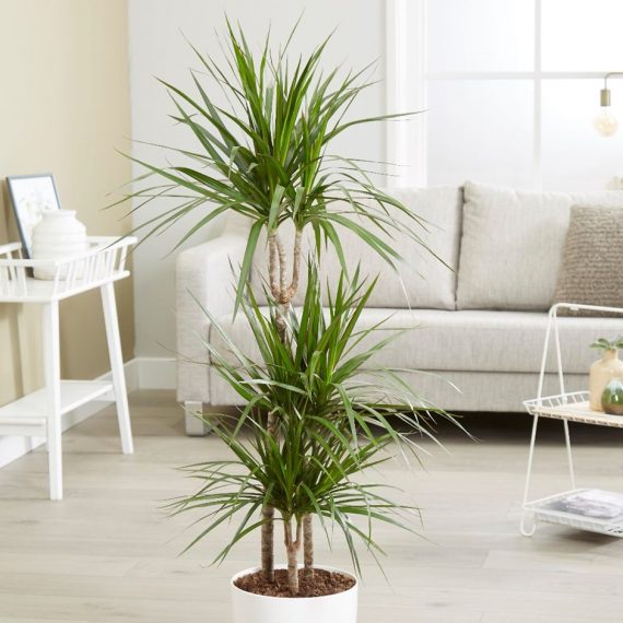 Dracaena Marginata