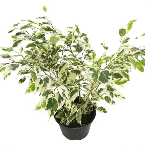 Ficus Starlight