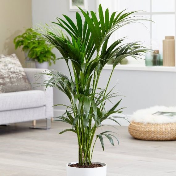 Kentia Palm - Image 2