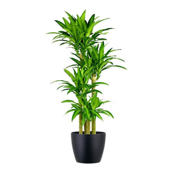 Dracaena Massangeana