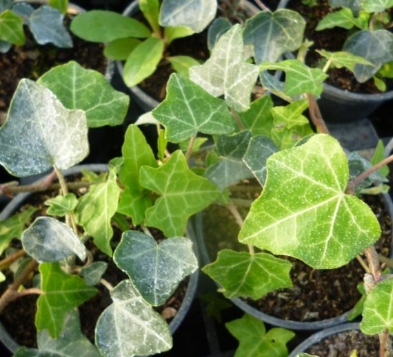 Hedera helix ( Hydra ) - Image 2