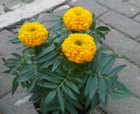 Marigold