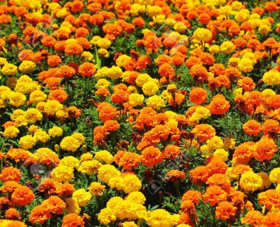 Marigold - Image 2