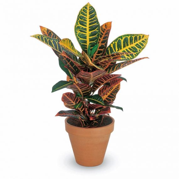 Croton Petra 30cm ht