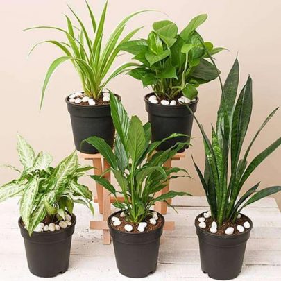 Indoor Plants