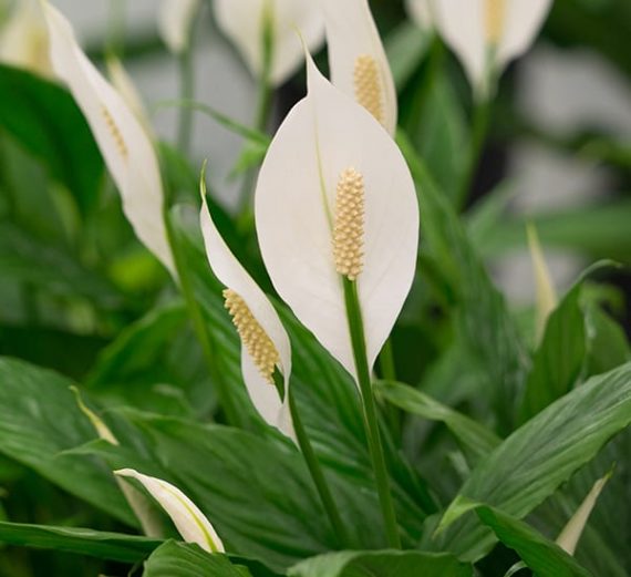 Spathiphyllum 60cm - Image 2