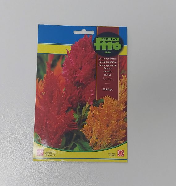 Celosia