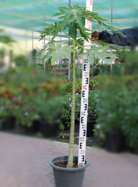 Carica papaya (1.5-1.8m Ht,)