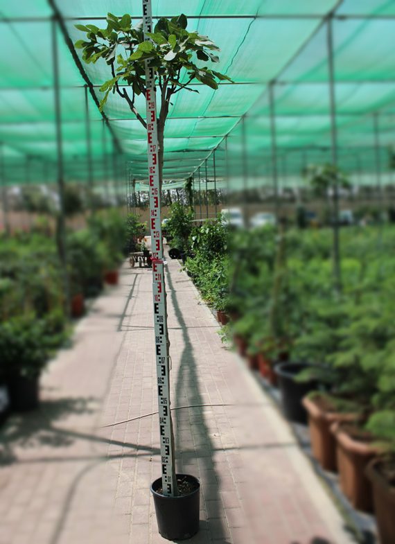 Ficus Carica " Yellow " 1.5-1.8m Ht, 1.0m CS, 15-18mm