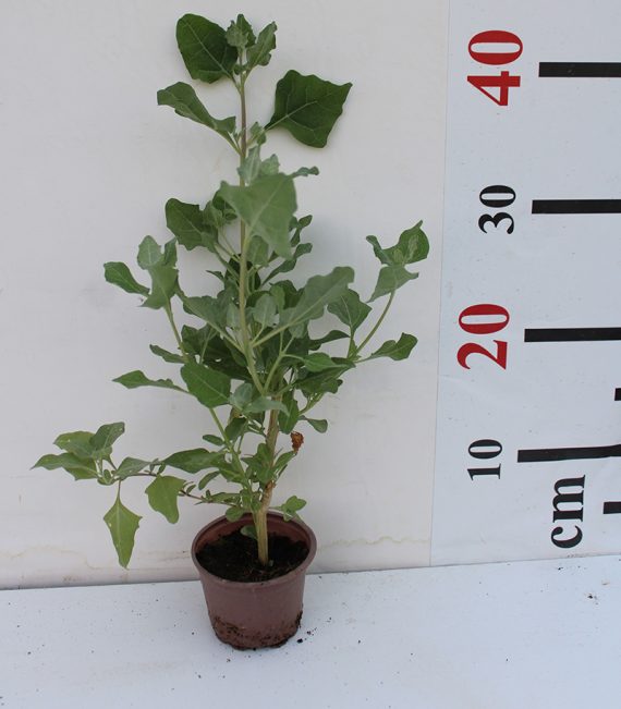 Atriplex halimus 15-20 cm