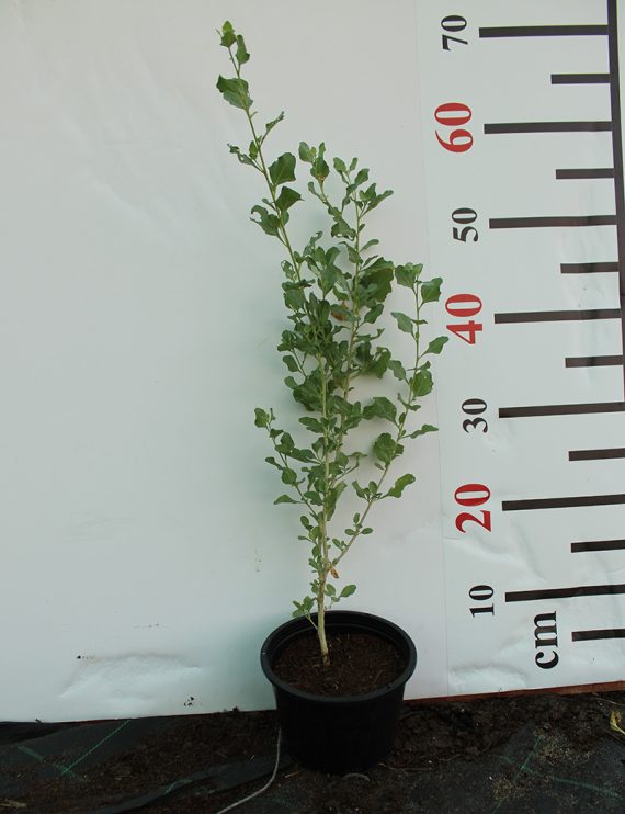 Atriplex halimus 40-50 cm - Image 2