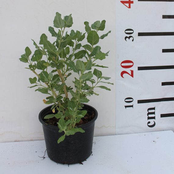 Atriplex halimus 40-50 cm