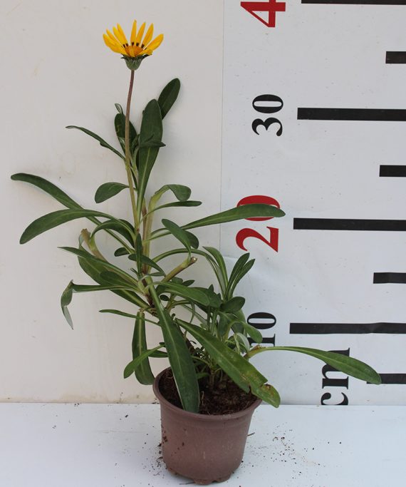 Gazania uniflora 10-15cm